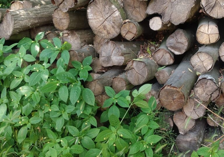 Szkolenie „Inwazyjne gatunki obce” – relacja